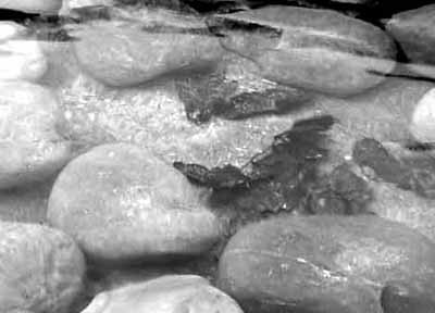 A photograph of stones to illustrate the poem “The High Fall” by Tricia Asklar, published in issue 15 of Neon