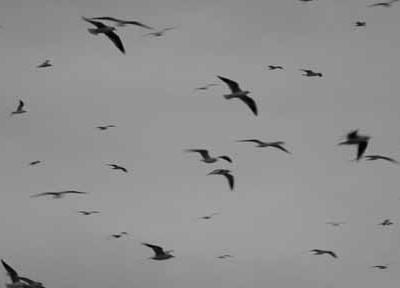 A photograph of birds in flight to illustrate the flash fiction “Flight” by Miranda Merklein, published in issue 15 of Neon