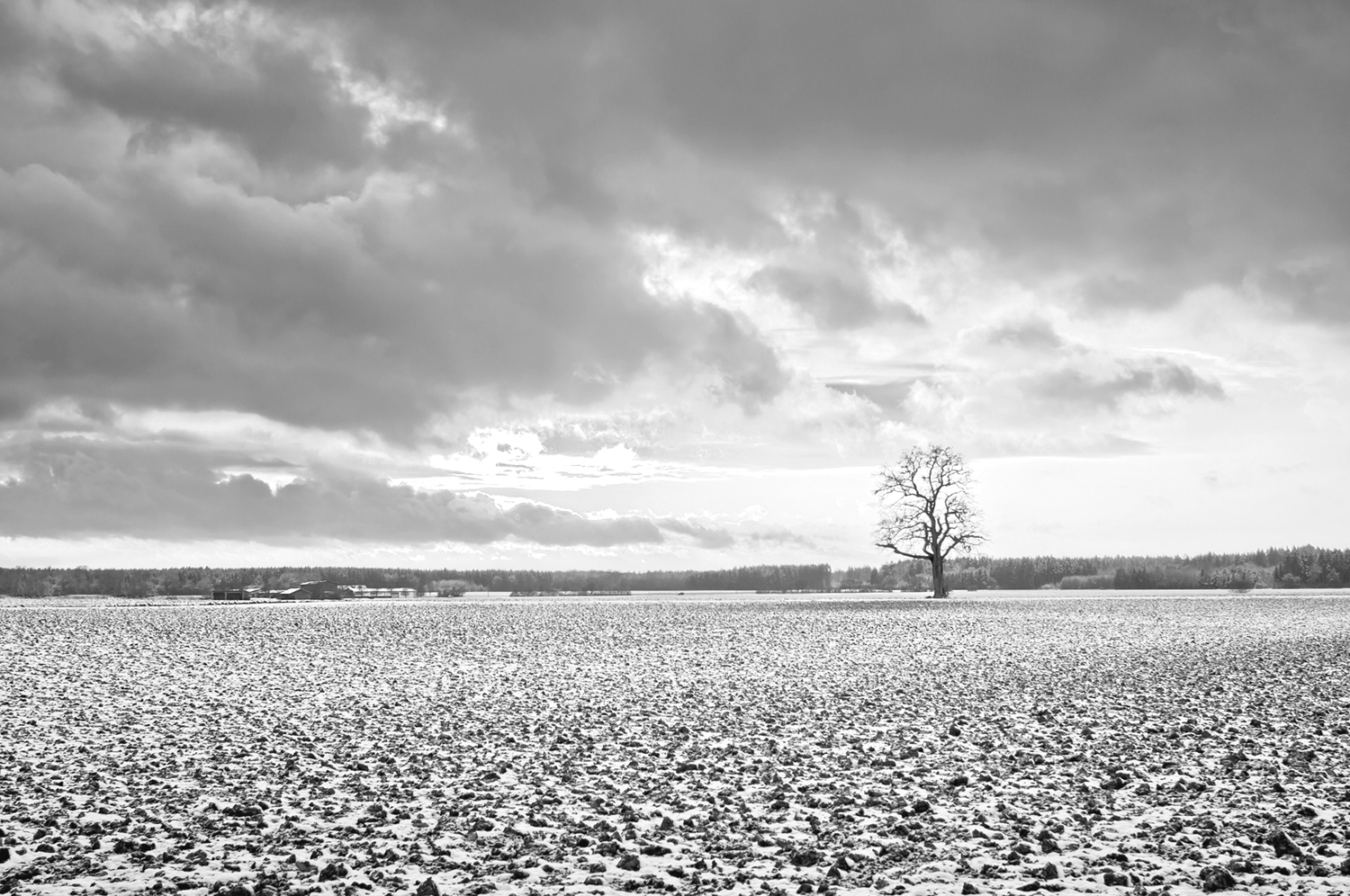 A photograph of a tree to illustrate the poem "More or Less the Department of History" by Jacob Silkstone, published in issue 33 of Neon