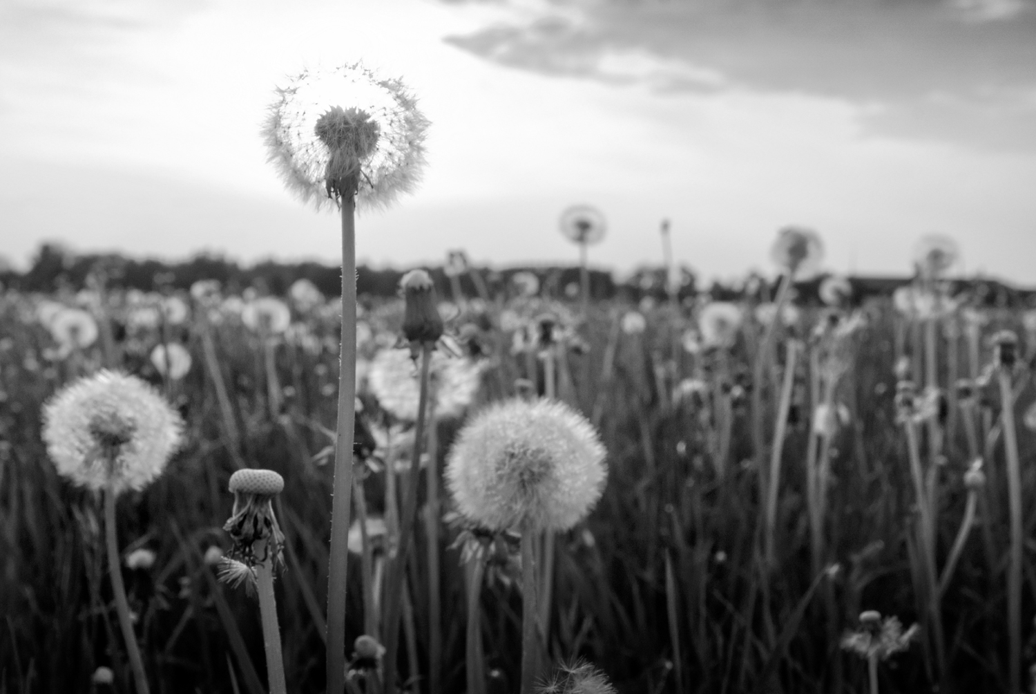 A photograph of dandelions to illustrate the poem "Two Seasons of Crashing" by Steve Subrizi, published in issue 33 of Neon