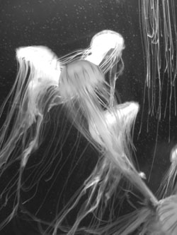 A photograph of a jellyfish to illustrate the poem "The Inhabited Shell" by Helen Addy, published in issue 36 of Neon