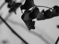 A photograph of leaves to illustrate the poem "Déflorer" by Alina Rios, published in issue 38 of Neon