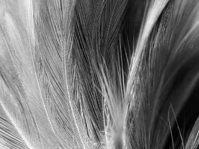 A photograph of feathers to illustrate the short story "Red Feathers" by Tara White, published in issue 42 of Neon