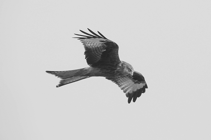 A photograph of a bird to illustrate the poem "The Points Of The Kite" by Heidi James, published in issue 34 of Neon